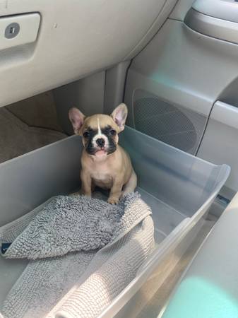 Frenchie french bulldog (Katy)63859317573891122