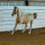 Palomino Arab/ Draft Yearling 2 thumbnail