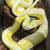 Reptiles 1 thumbnail