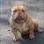 Missing American bully 1 thumbnail