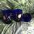 Libby Celestial cobalt blue sun moon stars drinking glasses 1 thumbnail