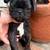 Pug Puppy 1 thumbnail