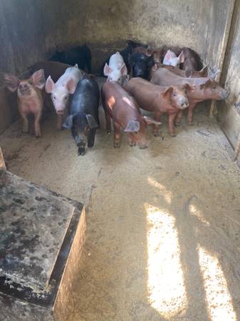 Duroc cross feeder pigs 1