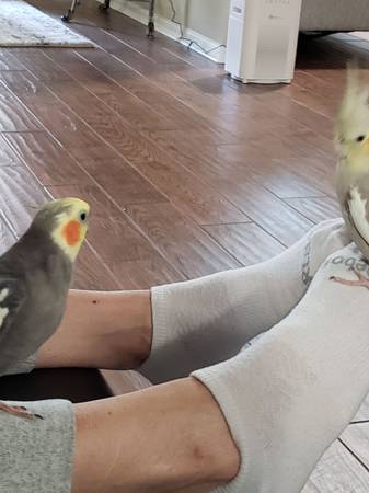 Cockatiels 1