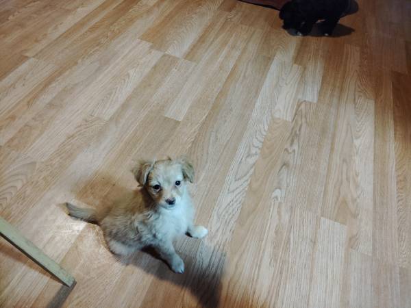 Cachorro Maltipoo (LAS CRUCES)63622265566595123