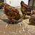 Rhode Island Red Hens 3 thumbnail