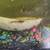 Blue Shrimp, Cherry, or Red Rili for sale.or trade 4 thumbnail