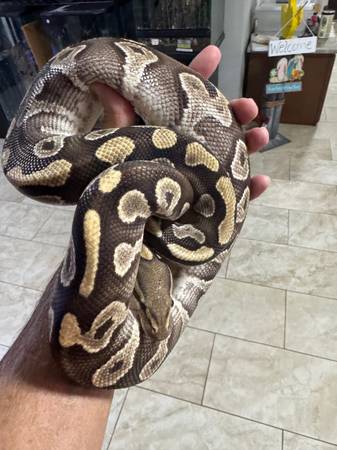 Mojave Ball Python pair 1