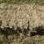 BERMUDA GRASS HAY FOR SALE 2 thumbnail