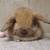 Holland lop rabbit 11 thumbnail