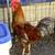 Leghorn,americauna/egger,production red 🐓 4 thumbnail