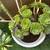 Succulent plants 2 thumbnail