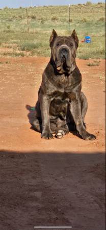 $$ Reward $$ if found our family support dog (Laguna)64013896671489120
