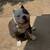 Pocket American bully female 1 thumbnail