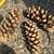 150 Large Pine Cones 2 thumbnail