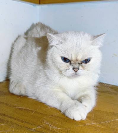 White British Shorthair Cat63690154419713122