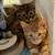 Kitty Adoptions 3 thumbnail