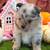 Pomeranian Pumpkins 2 thumbnail