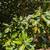 Magnolia Tree Cuttings 1 thumbnail