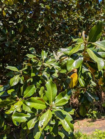 Magnolia Tree Cuttings 1