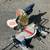 Ryobi TS1350 Compound Mitre Saw Works great 1 thumbnail