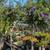 Solanum Patio Tree 17 thumbnail