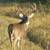 IA and MO Whitetail & Turkey 3 thumbnail