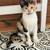 Kitten 4 thumbnail