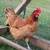 Laying Hens (3) 2 thumbnail