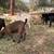 Goat, goats, Livestock, Nigerian goats, Milking goats 23 thumbnail