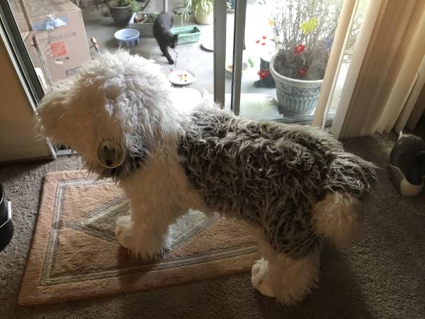 Old English Sheep Dog Giant Plush by Costco 1