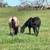 AQHA bay roan filly 16 thumbnail