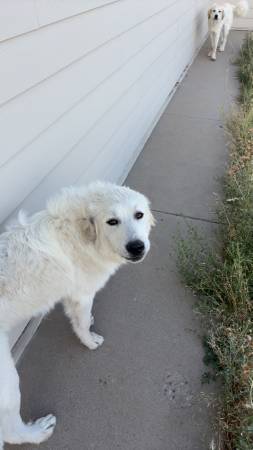 Great Pyrenees (Cheyenne)63931174494979120