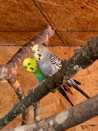 Christmas Special - Parakeets babies available 1