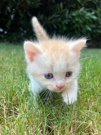 Scottish Strait Kittens (Battle Ground)63842530460929122