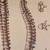 12×16 Print Of Spinal Column In 16x20 Frame 2 thumbnail