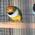 Lady gouldian 3 thumbnail