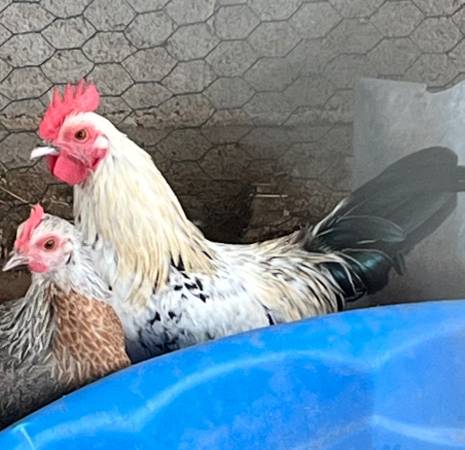 Bantam Rooster 1