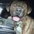 Male beautiful brindle / brown pitbull 2 thumbnail