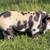 Roaster piglets 3 thumbnail