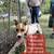 dogs looking for good homes 6 thumbnail