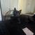 Rehoming my 5-month-old male kittens 2 thumbnail