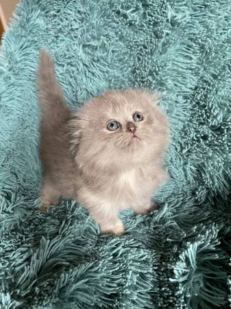 Rehoming beautiful kittens (Auburn, WA)64032355729921120