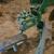 John Deere 5 Bottom Plow 5 thumbnail