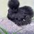 Silkie hen available 2 thumbnail
