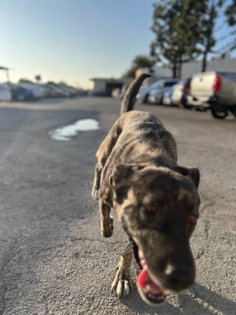 Rehoming my Dutch Shepherd mix – $50 rehoming fee (Bellflower)63953678763266121