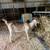 Goat Wether 1 thumbnail