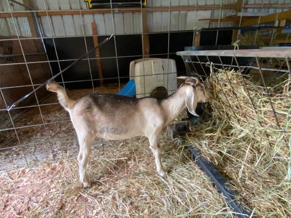 Goat Wether 1