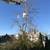 Tree removal   trimming  Tree care  Tree service 22 thumbnail