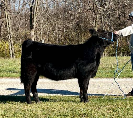 SimSolution Heifer 1